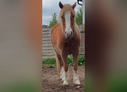Gypsy Horse, Gelding, 3 years, 12.2 hh, Brown-Light