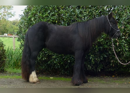 Gypsy Horse, Gelding, 3 years, 13.1 hh, Black