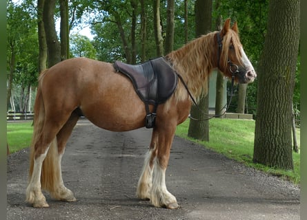 Gypsy Horse, Gelding, 3 years, 13.3 hh, Chestnut-Red