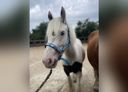 Gypsy Horse, Gelding, 3 years, 13,1 hh, Pinto