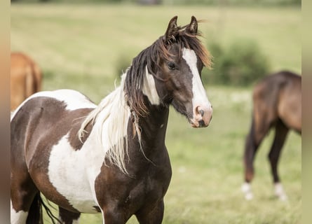 Gypsy Horse Mix, Gelding, 3 years, 13,2 hh, Pinto