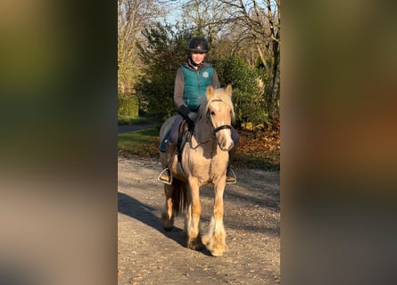 Gypsy Horse, Gelding, 3 years, 14,1 hh, Palomino