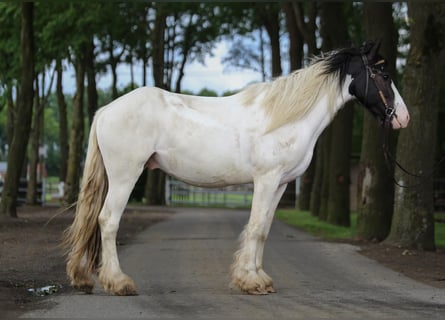 Gypsy Horse, Gelding, 3 years, 14.3 hh, Pinto