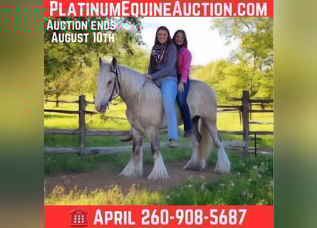 Gypsy Horse, Gelding, 3 years, 14,1 hh, Palomino