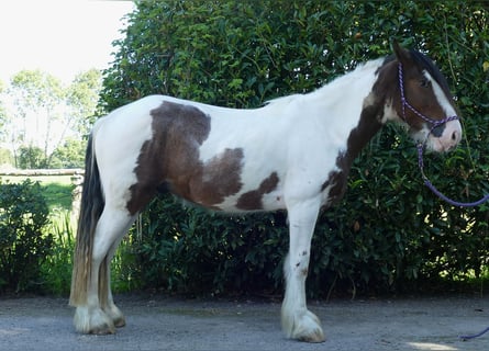 Gypsy Horse, Gelding, 3 years, 14,2 hh, Pinto