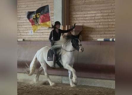 Gypsy Horse Mix, Gelding, 3 years, 15.1 hh, Pinto