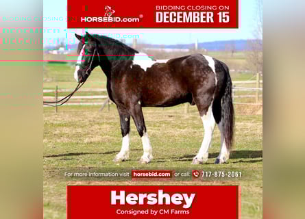 Gypsy Horse Mix, Gelding, 3 years, 15 hh, Pinto