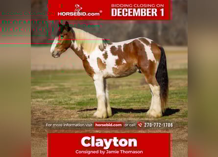 Gypsy Horse Mix, Gelding, 3 years, 15,3 hh, Pinto