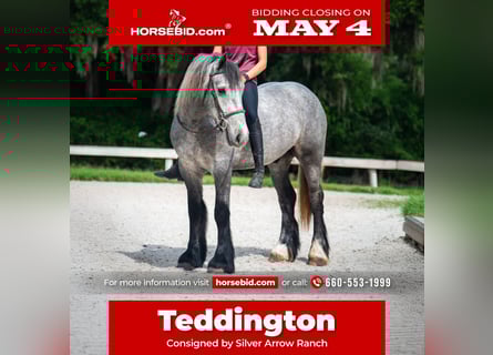 Gypsy Horse Mix, Gelding, 3 years, Grey