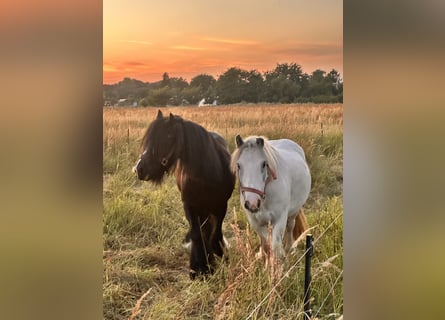 Gypsy Horse Mix, Gelding, 4 years, 11,2 hh, Grey