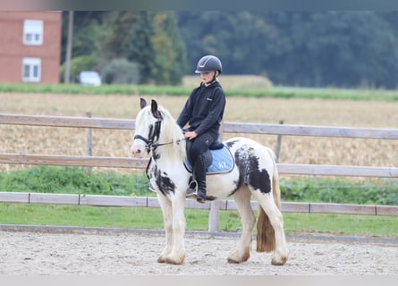 Gypsy Horse, Gelding, 4 years, 12.1 hh, Pinto