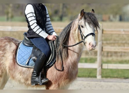 Gypsy Horse, Gelding, 4 years, 12,2 hh, Roan-Red