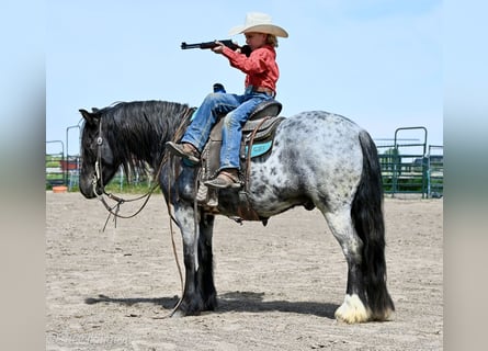 Gypsy Horse Mix, Gelding, 4 years, 12,3 hh, Roan-Blue