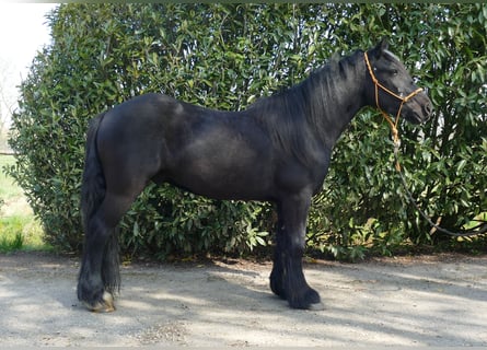 Gypsy Horse, Gelding, 4 years, 13.2 hh, Black