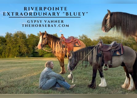 Gypsy Horse, Gelding, 4 years, 13.3 hh, Grullo