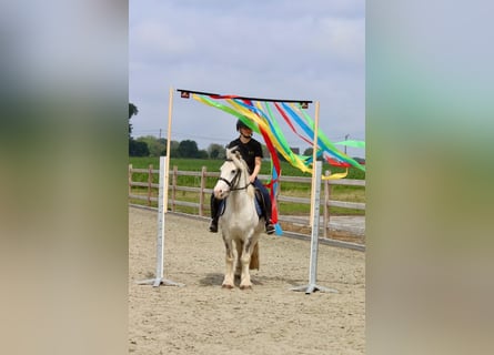 Gypsy Horse, Gelding, 4 years, 13 hh, Gray-Blue-Tan