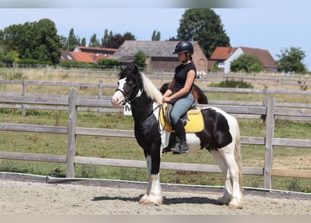 Gypsy Horse, Gelding, 4 years, 13 hh, Pinto