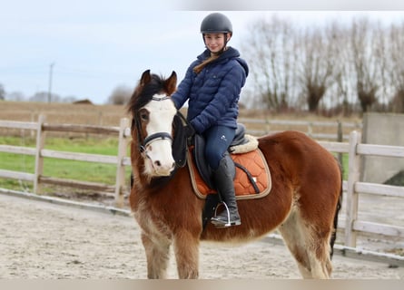 Gypsy Horse, Gelding, 4 years, 14,1 hh, Brown-Light