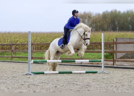 Gypsy Horse, Gelding, 4 years, 14,1 hh, Palomino