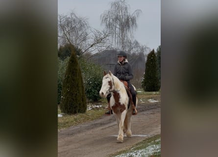 Gypsy Horse, Gelding, 4 years, 14,1 hh, Pinto