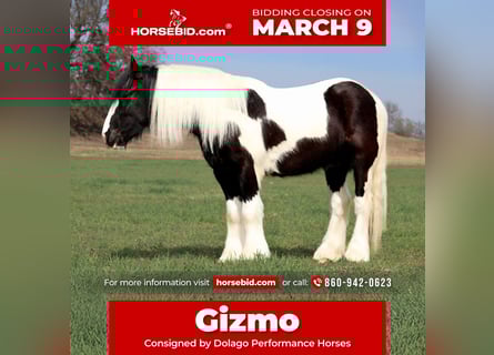 Gypsy Horse, Gelding, 4 years, 14.2 hh, Pinto