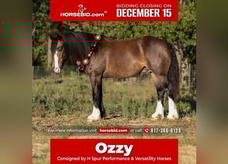 Gypsy Horse Mix, Gelding, 4 years, 14.3 hh, Buckskin