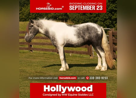 Gypsy Horse Mix, Gelding, 4 years, 14,3 hh, Tobiano-all-colors