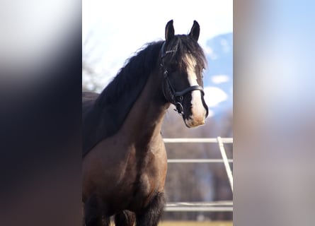 Gypsy Horse, Gelding, 4 years, 14 hh, Black