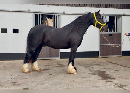 Gypsy Horse, Gelding, 4 years, 14 hh, Black
