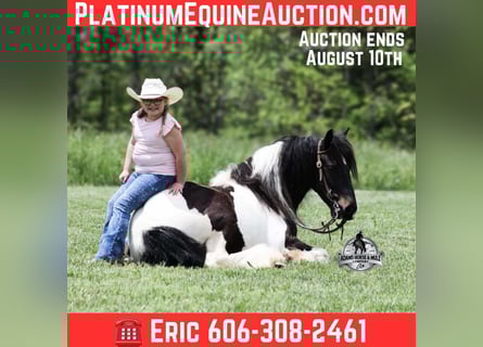 Gypsy Horse, Gelding, 4 years, 14 hh, Black