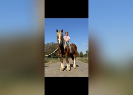 Gypsy Horse Mix, Gelding, 4 years, 14 hh, Chestnut-Red