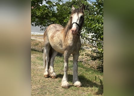 Gypsy Horse, Gelding, 4 years, 14 hh