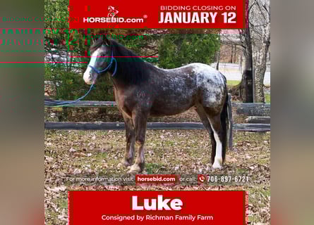 Gypsy Horse Mix, Gelding, 4 years, 14,3 hh, Black