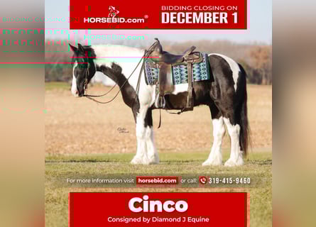 Gypsy Horse Mix, Gelding, 4 years, 14,3 hh, Pinto