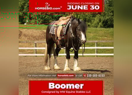Gypsy Horse Mix, Gelding, 4 years, 14,3 hh