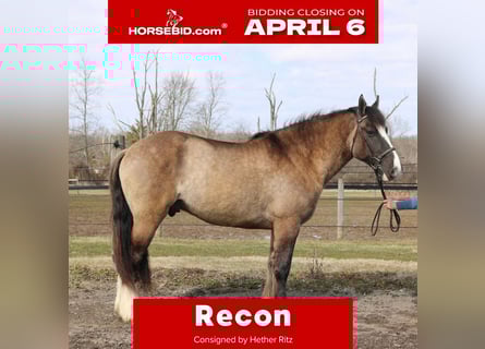 Gypsy Horse Mix, Gelding, 4 years, 15.3 hh, Grullo