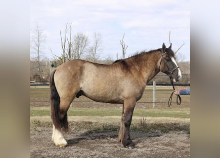 Gypsy Horse Mix, Gelding, 4 years, 15.3 hh, Grullo
