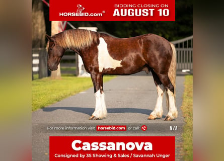 Gypsy Horse Mix, Gelding, 4 years, 15 hh, Tobiano-all-colors