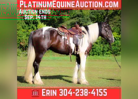 Gypsy Horse, Gelding, 4 years, 16 hh, Tobiano-all-colors
