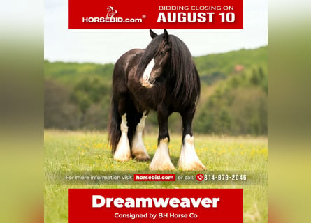 Gypsy Horse, Gelding, 4 years, Black