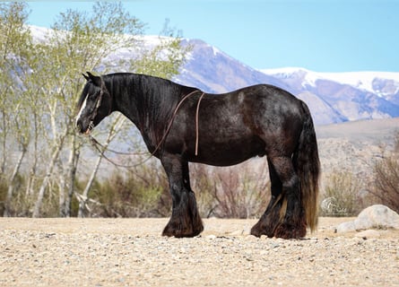 Gypsy Horse, Gelding, 4 years, Black