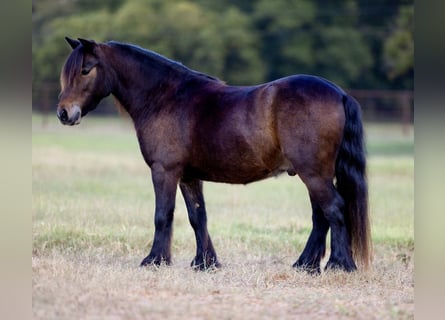 Gypsy Horse Mix, Gelding, 5 years, 10,1 hh, Bay