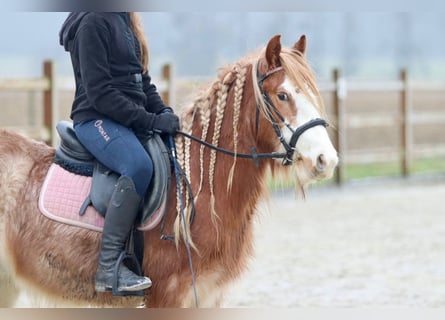 Gypsy Horse, Gelding, 5 years, 11,3 hh, Roan-Red