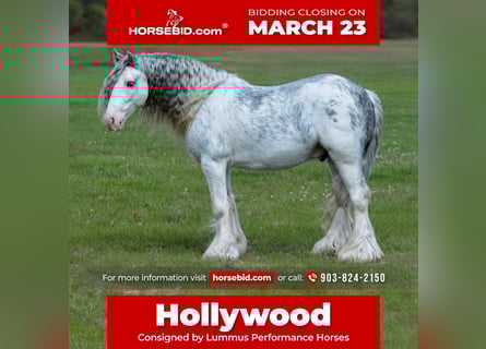 Gypsy Horse, Gelding, 5 years, 12.2 hh, Sabino