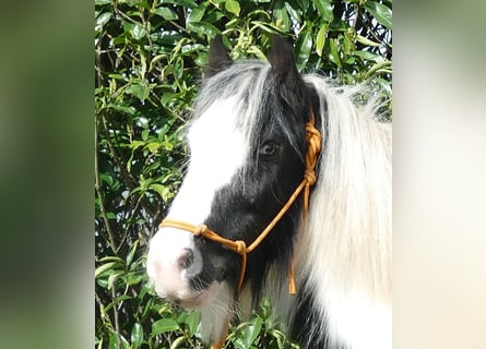 Gypsy Horse, Gelding, 5 years, 12.3 hh, Pinto