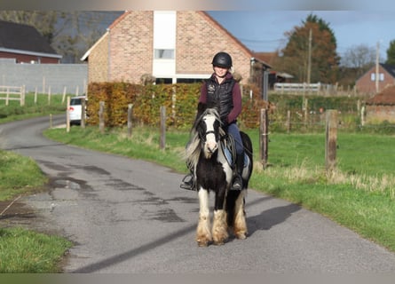 Gypsy Horse, Gelding, 5 years, 12 hh, Pinto
