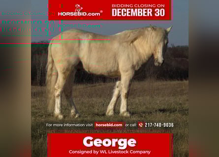 Gypsy Horse Mix, Gelding, 5 years, 13.1 hh, Palomino