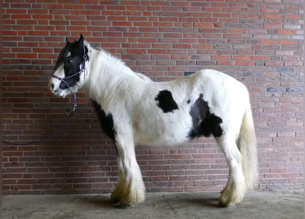Gypsy Horse, Gelding, 5 years, 13,3 hh, Pinto