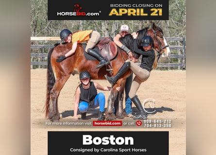 Gypsy Horse Mix, Gelding, 5 years, 14.1 hh, Bay