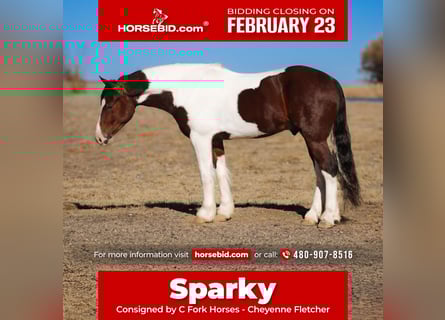 Gypsy Horse Mix, Gelding, 5 years, 14.1 hh, Pinto